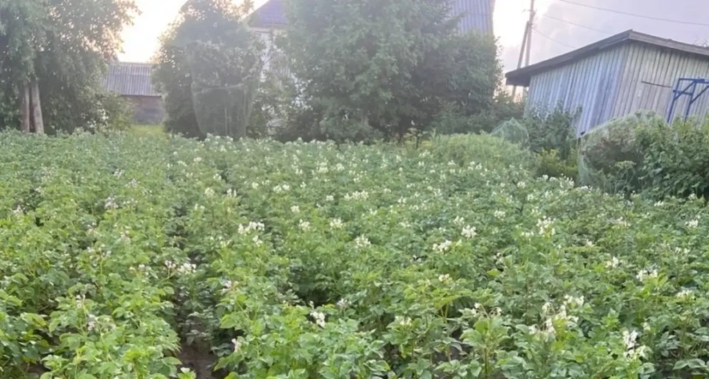 22-29 cm potatis: 3 enkla knep för drömskörd
