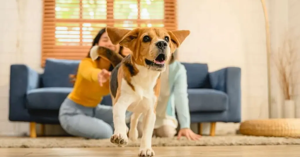 7 tecken på att din hund kan ha ADHD