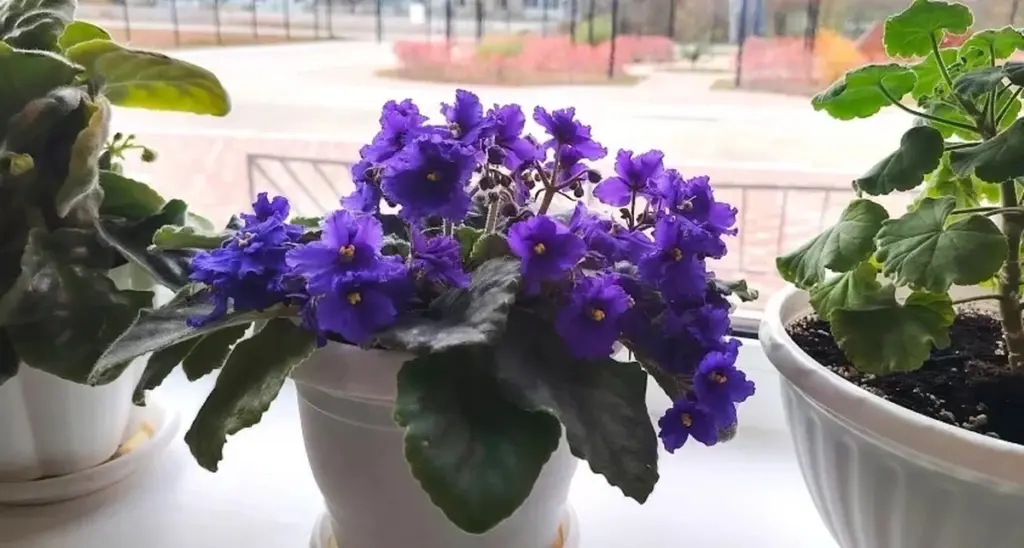 En sked "skräp" ger din violetta en blomsterprakt – effekten är omedelbar