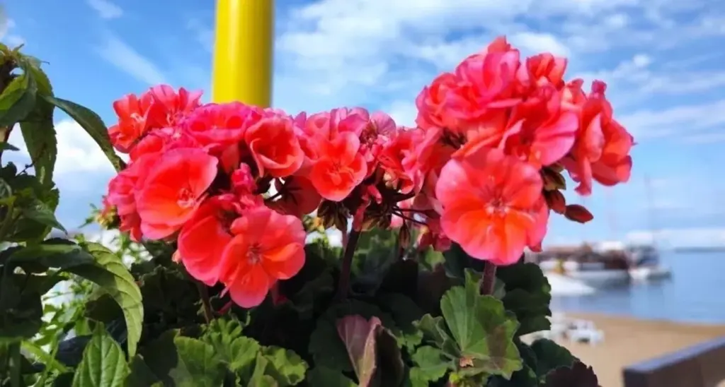 Få din pelargon att blomstra: recept på näring från jäst