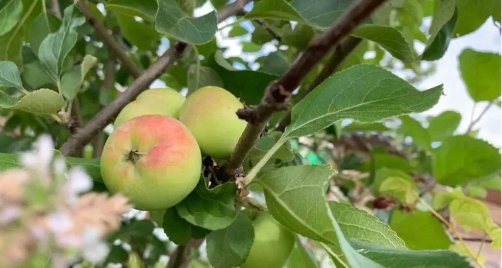 Fruktträdens hemliga vapen: din bästa vårkur mot bladlöss och päronbladloppa