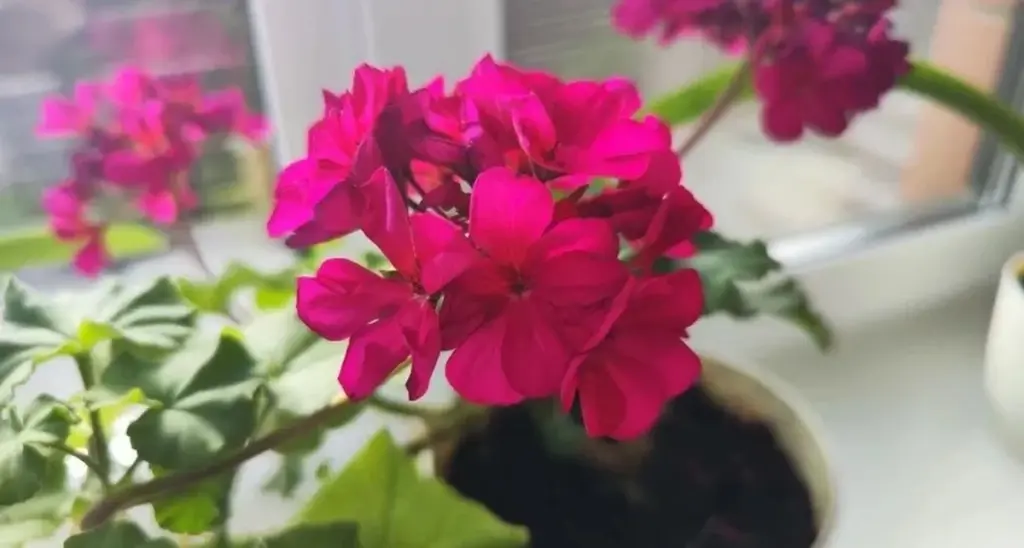 Geranier som blommar rikligt: hemligheten ligger i en tesked gurkmeja