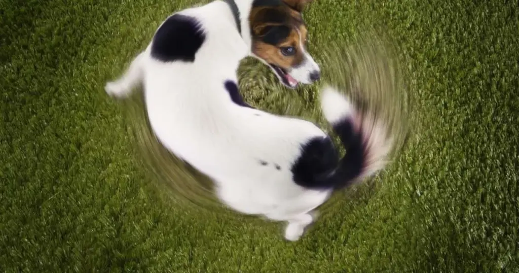 Hund som går i cirklar: Förstå orsakerna och när du bör oroa dig