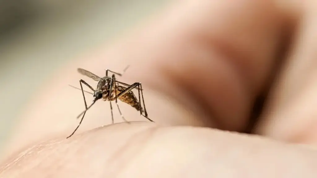 Mindre än 14 grader? Chikunguya-virus smugit sig in i Europa – ditt land kan vara i fara
