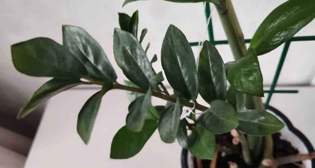 Rotning av Zamioculcas: Vrid istället för att klippa – nya rötter på en månad