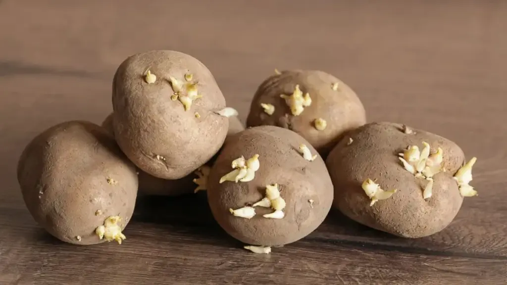 Smaka på hemlisen: Är grodda potatis säker att äta?
