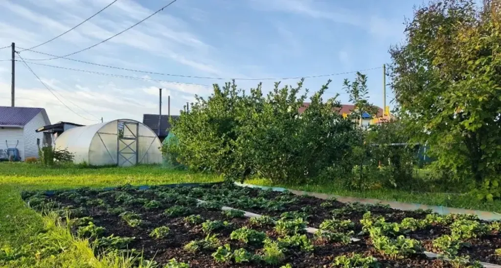 Varför dina växter dör och hur proffsen räddar dem
