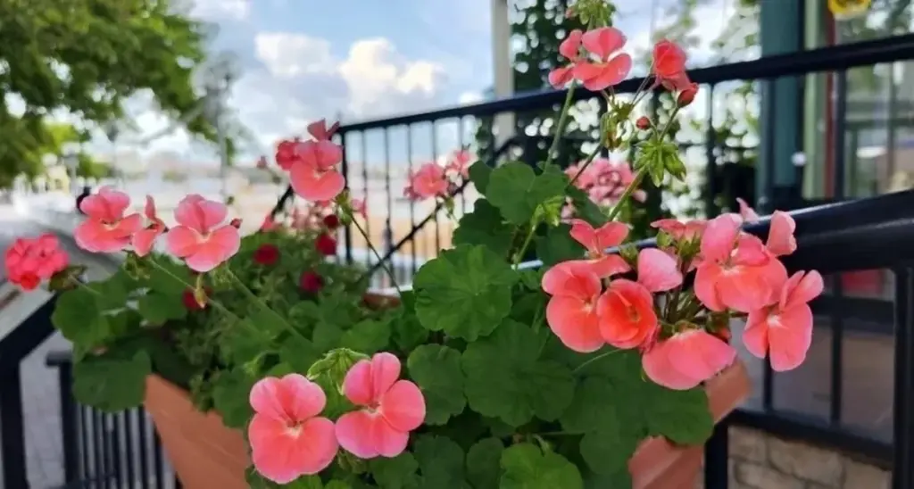 Varför din pelargon får fler blommor med denna huskur