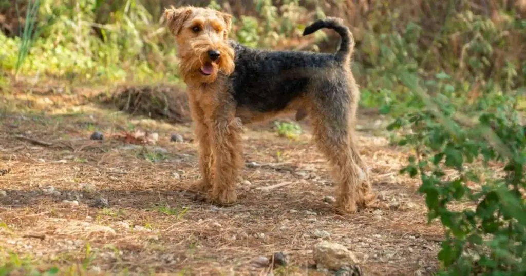 Welsh terrier: En energisk och lojal kamrat du behöver veta mer om