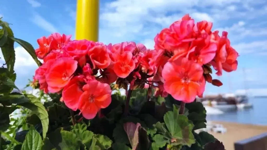 1 glas kalciumtablett får din pelargon att blomstra – EXPERTEN avslöjar knepet