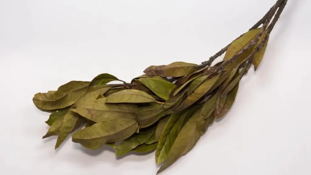 De här oväntade sätten att använda lagerblad – få dem att försvinna!