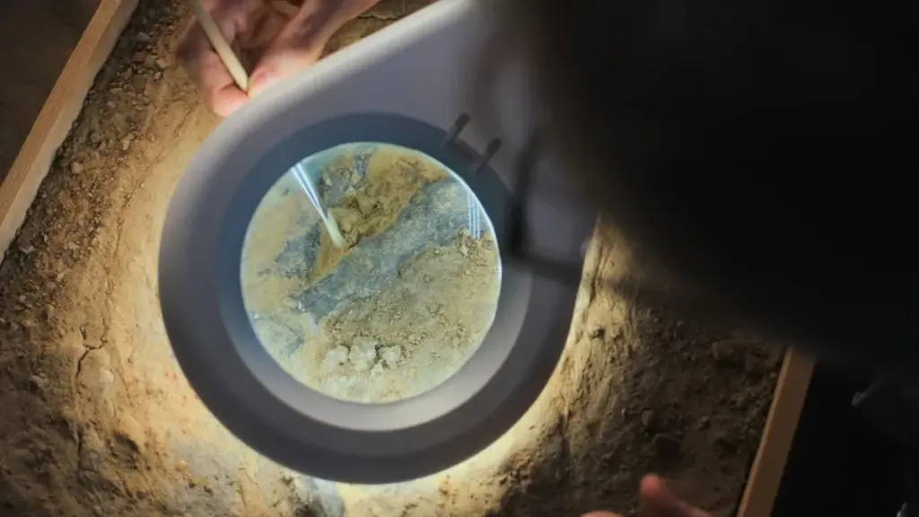 Fossilfyndet ger nya ledtrådar om primaternas urfader