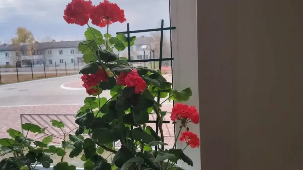 Geranier i mars – ett måste: 1 skopa under roten för frodig blomning till hösten