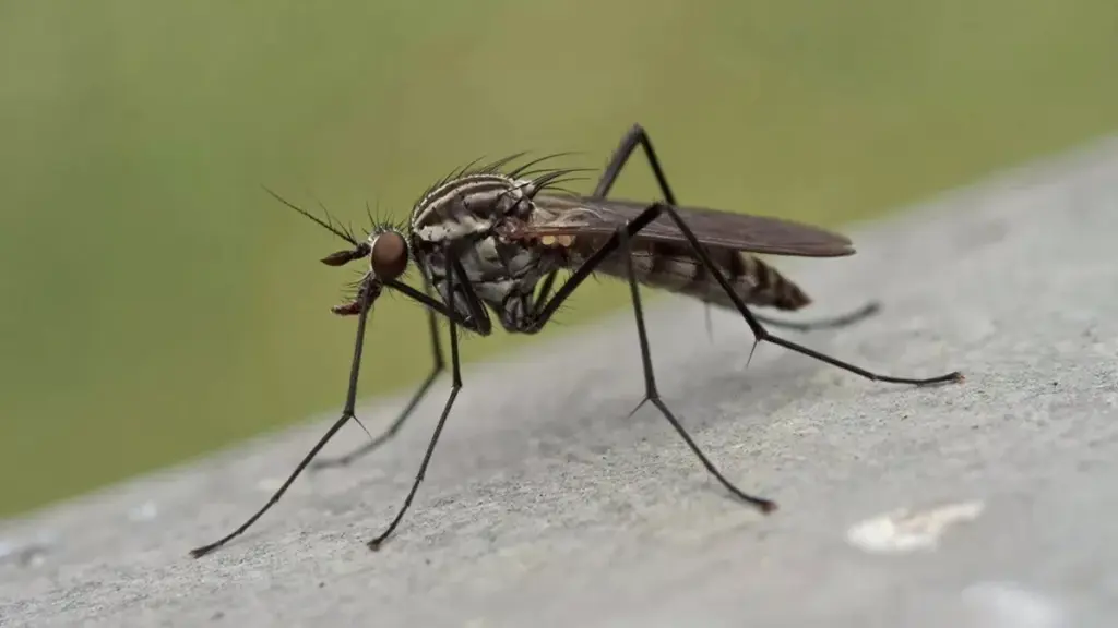 Naturliga dofter som håller mygg och flugor borta