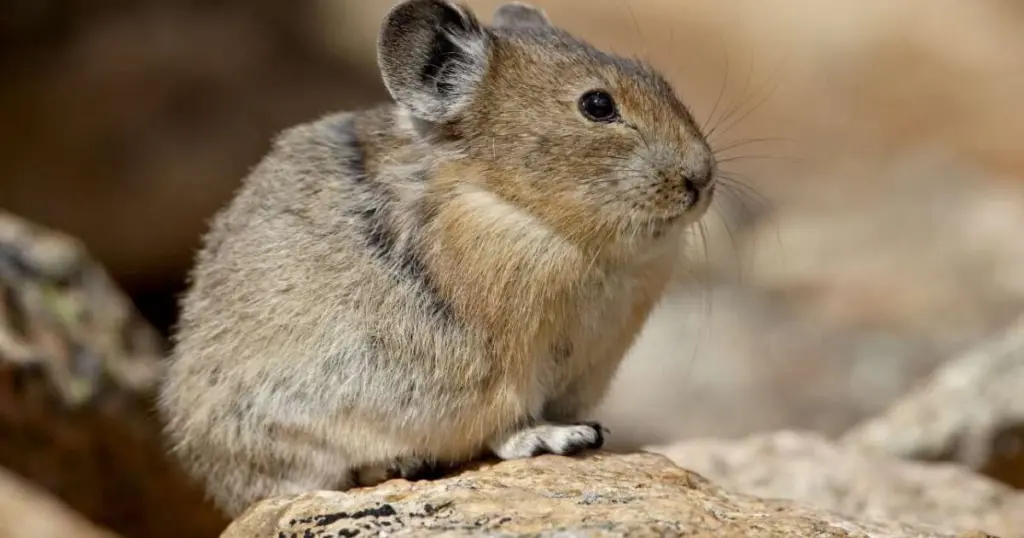 Pika: 7 överraskande fakta om detta lilla däggdjur