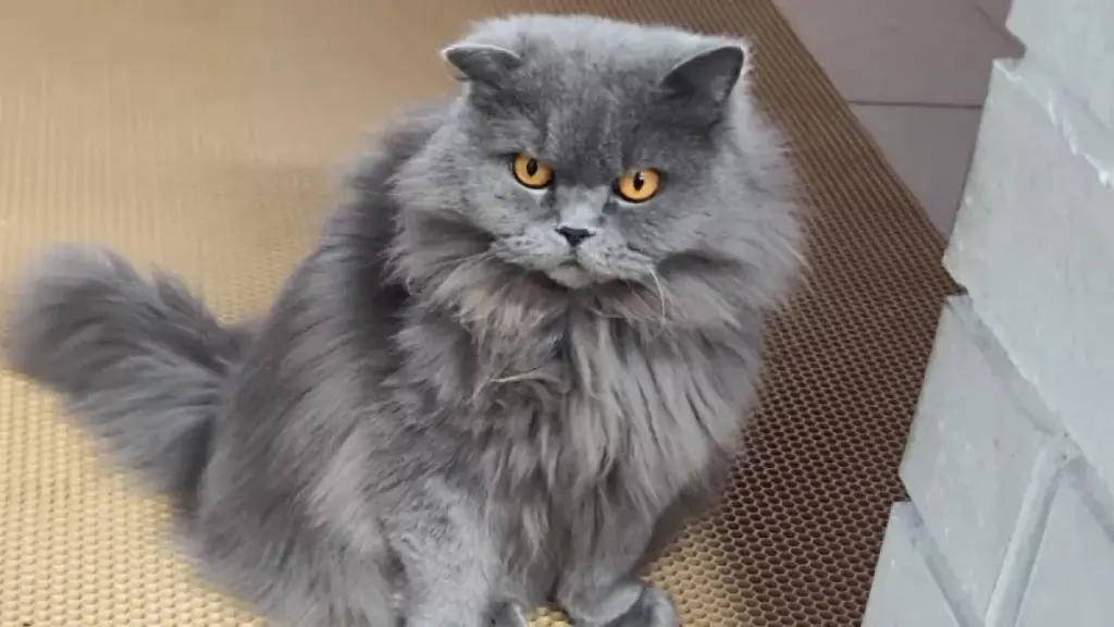Så blev jag kvitt soffrivande katter – med en enda billig pryl