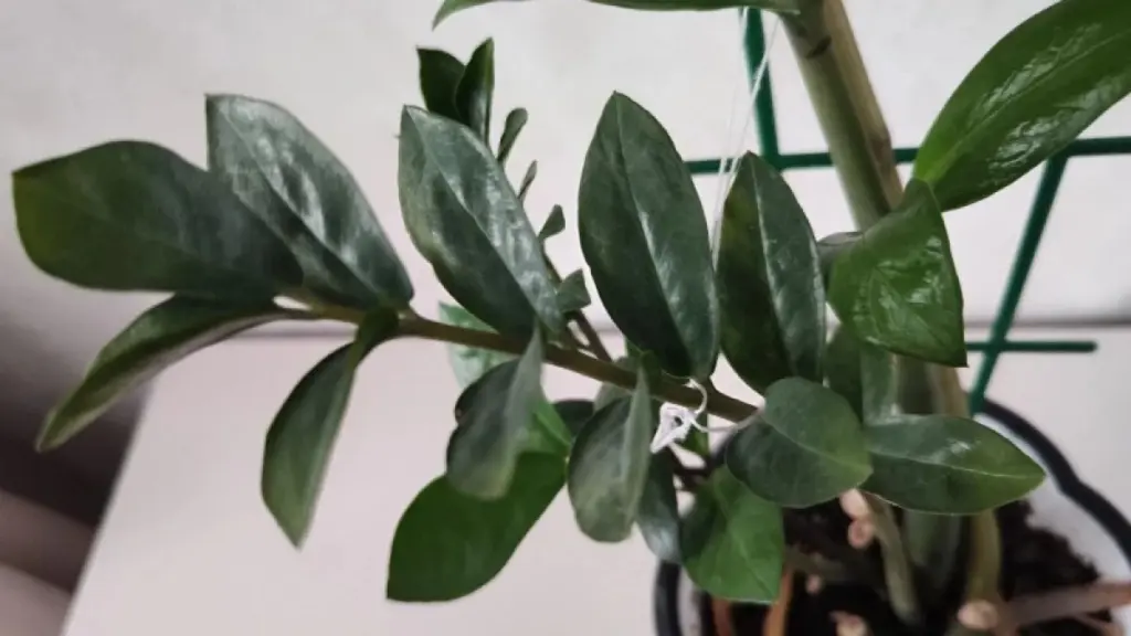 Så här får du din Zamioculcas att blomstra – och locka till sig välstånd
