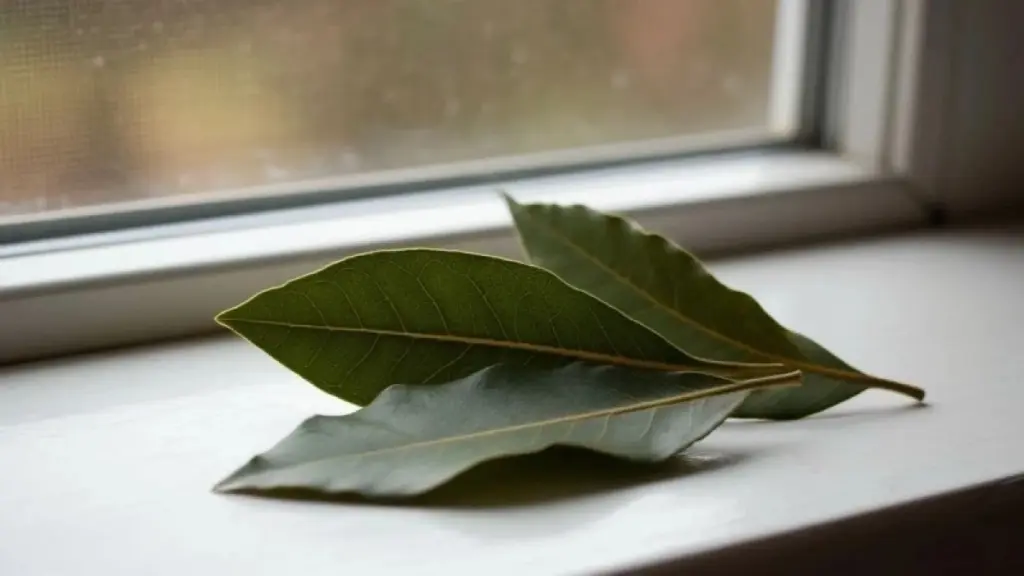Spara pengar och slipp mögel – hemligheten bakom lagerblad och salt i fönstret